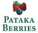 Pataka Berries Christchurch NZ