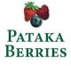 Pataka Berries Christchurch NZ