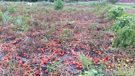 tomatoes-for-picking.jpg